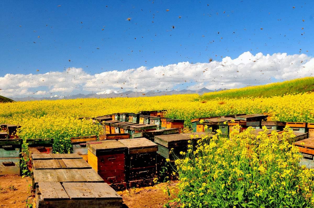 beehive in rape flower beehive in rape flower