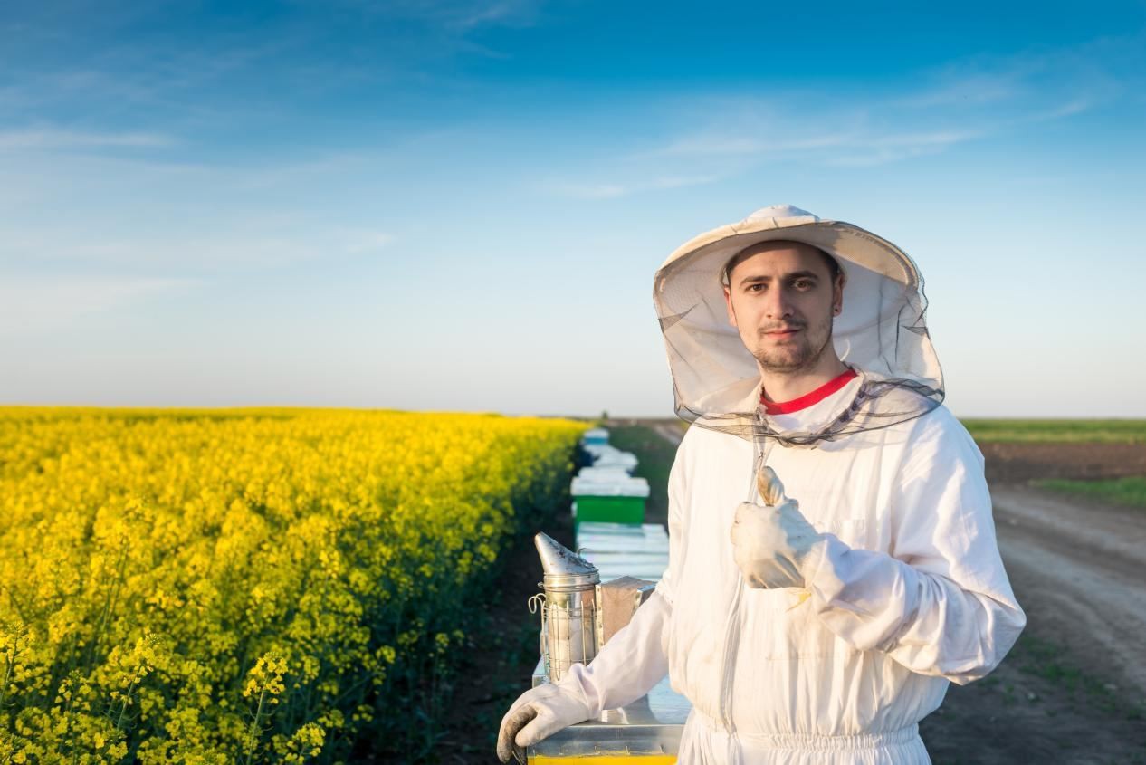 honey production honey production
