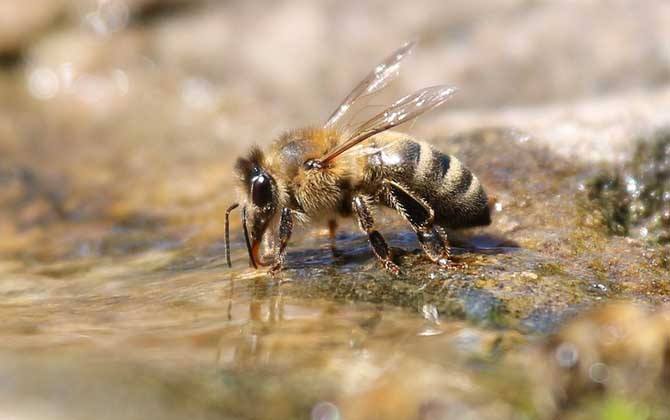 Bee
