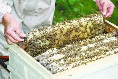 Beekeeping Beekeeping