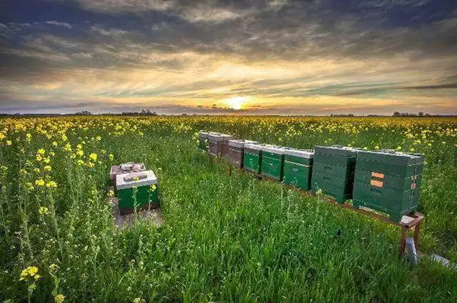 Beekeeping Beekeeping