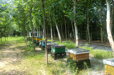 bee farm bee farm