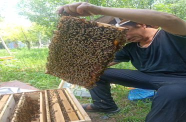 bee bee