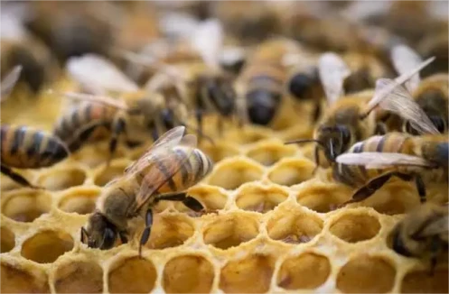 Bee1(1)