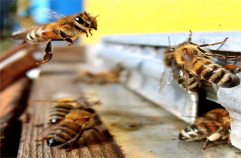 Bee