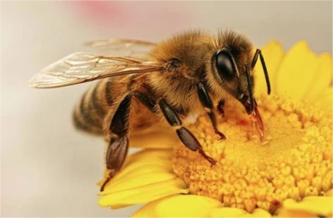bees