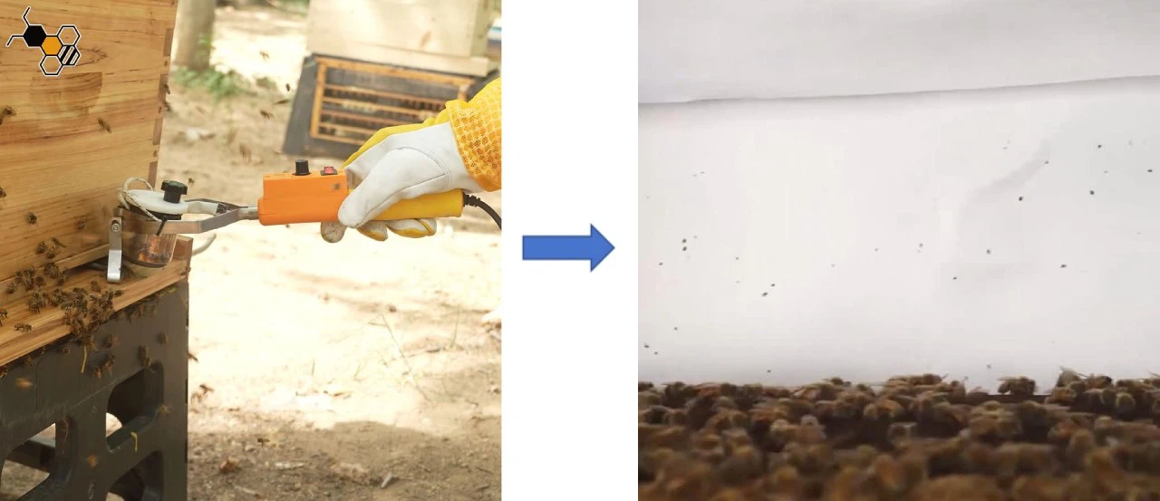 Oxalic Acid Bee Treatment Oxalic Acid Bee Treatment