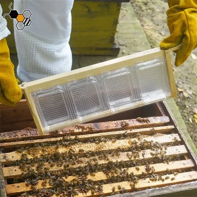 Honeycomb In Wooden Frame
