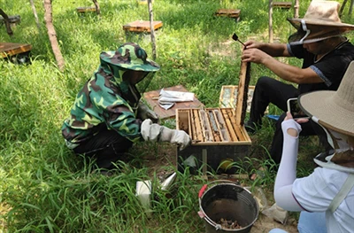 The Benefits Of Beekeeping